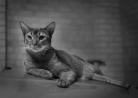 如何给宠物拍照，这些技巧你得学！