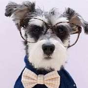 德牧｜威猛霸气的大狼...