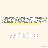 宠物冷门行业之宠物摄影