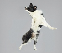 德摄影师抓拍宠物狗自由落体瞬间