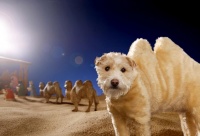 摄影师拍摄创意节日贺卡 宠物狗成百变“封面女郎”