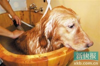 顶级SPA,让狗狗享受一下