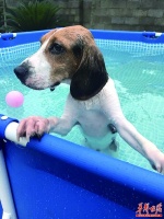 高温天长沙宠物游泳收费50元 比成年人游泳贵一倍 你愿意买单吗?