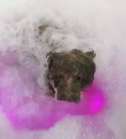 狗狗一大早洗SPA，看着满盆的泡泡，不料慌了神！