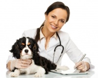 大嘴狗宠物技术培训学校怎样加盟？加盟流程是什么？