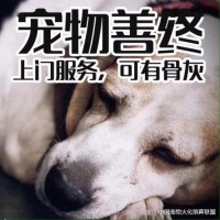 上海狗狗火化葬礼：一场家庭宠物的悼念仪式