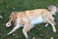 狗狗死后怎么处理？不要直接埋在地下哦