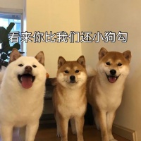 狗狗死后“不能埋土里”，不是封建迷信，而是有科学依据的