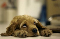 狗狗火化宠物遗体的处理方式