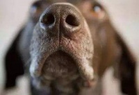 有的人被狗驾驭了生活，关爱狗竟然胜过了关爱家人，这是病得治 | 明坛杂文