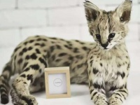 6年设计6487个骨灰盒、帮宠物“体面离开”，我们是宠物殡葬师