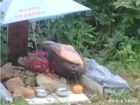 小区建起宠物坟 提醒完善宠物管理机制