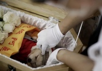 宠物身后事：主人让宠物走得体面，商人却在瓜分“尸体蛋糕” 这几天，于正新剧《当家主母》遭到了爱宠人士的抨击。起因是剧里有一个“猫咪中毒而死”的画面，由于该画面过于真实，网友们纷纷...