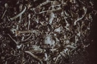 武汉每年失“宠”4000只，仅1/10体面安葬