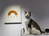 深度剖析宠物殡葬行业现状及其前景