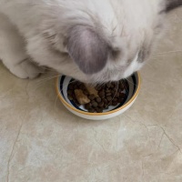 猫粮排行榜前十名口碑最好的猫粮品牌有哪些？