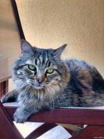 十大最粘人的猫品种：让你心动不已！