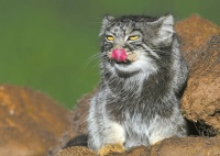 兔狲：世界上表情最丰富的猫