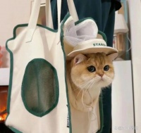 喝奶茶送猫窝？餐饮业都卷到宠物领域了！