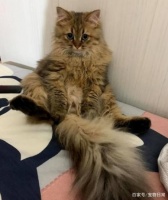 几百块钱的猫窝比不过一个破纸箱，主人无奈：又浪费钱了！