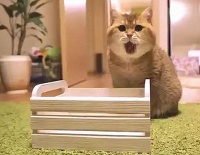 网购的猫窝尺寸不对，猫主子的举动让人不解：还可以抢救一下