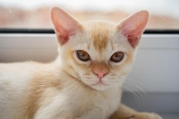 下半年财运爆棚满天飞的人都养这4种猫咪，一路发正财横财齐进门