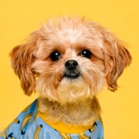 宠物猫咪玩具选购指南【优倍滋吧】