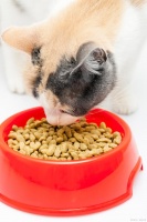 零食时间不容错过：猫咪的最爱大盘点！