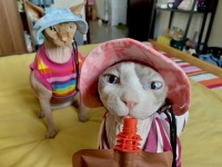 有哪些值得推荐的平价猫咪零食可以选？求推荐。