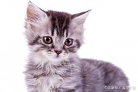 宠物小知识：让为猫咪准备好生活用品，让猫咪待在自己喜欢的地方