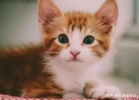 猫零食品牌排行榜10强，最适合猫咪的零食