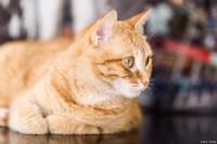 为什么“橘猫”的弃养率这么高？网友：养过一次就怕了