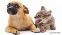 帮助猫猫狗狗和平相处的一些技巧