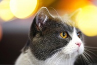 如何让你的宠物猫过上健康幸福的生活