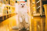 袖虎宠物：猫薄荷对猫的健康有害吗？