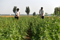 【民生】段泊岚镇：牵手宠物经济，订单种植猫薄荷