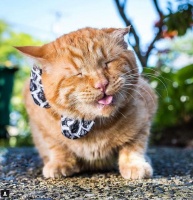 吸了猫薄荷的猫咪居然嗨得这么萌！宠物摄影师Andrew Marttila作品合集