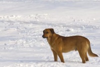 老太太走路遇见狗，狗叫受惊摔成九级伤，法院