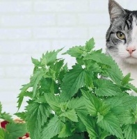 猫咪晕倒猫薄荷石榴裙下，现场简直嗨翻天，铲屎官不忍直视