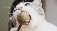 小迷妹爱宠物：面对一瓶猫薄荷，狸花猫完全控制不住它自己