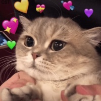 猫咪“健康攻略”，掌握这7个技巧让猫咪健康更长寿！