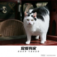 猫咪健康：肥嘟嘟≠可爱，别让猫咪健康亮红灯！