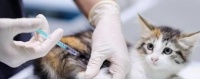 猫猫必须打疫苗吗？多久打一次？