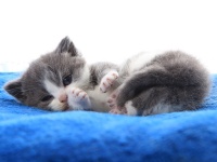 猫咪美容有哪些项目