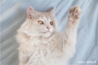 猫咪美容之足部护理，有多少猫奴忽视了这