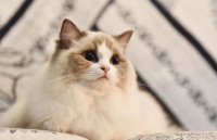 布偶猫是名副其实的贵族猫