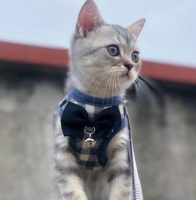 猫牵引绳怎么戴？如何正确为猫咪佩戴牵引绳：安全与舒适的指南