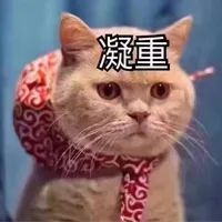 “我的狸花猫也很贵，身价超10万！”