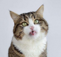 真假猫咪冷知识！你相信一对猫咪7年最多可繁殖42万只猫咪吗