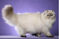 如何让猫繁殖出更加美丽的后代？